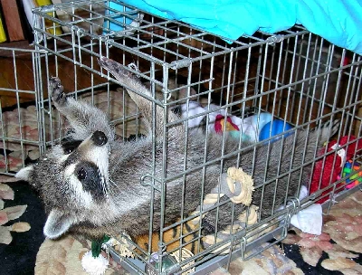 Caged Coon