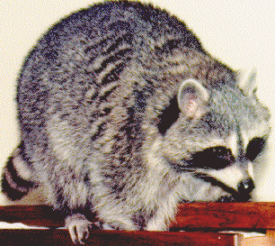 foraging in drawer