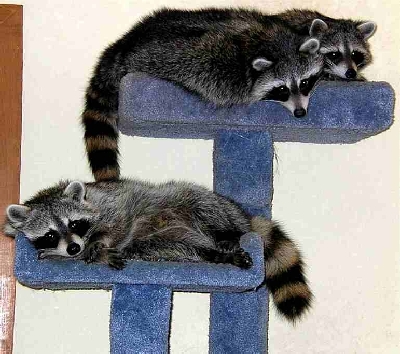 Three on a tree