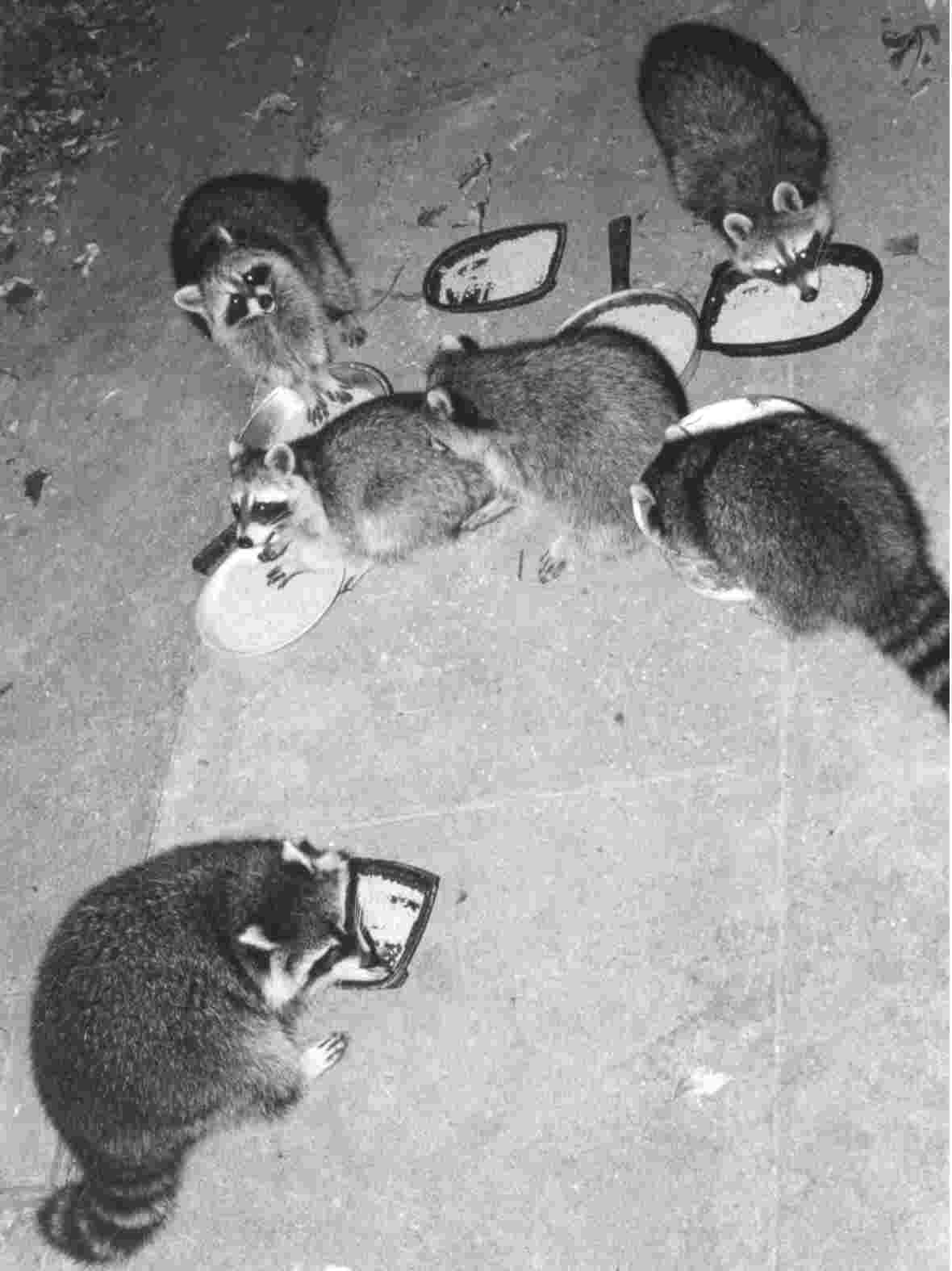 outdoor coons mooching